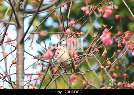 Nahaufnahme der Prunus serrulata Blüte mit einem Pycnonotus sinensis in Taipei, Taiwan Stockfoto