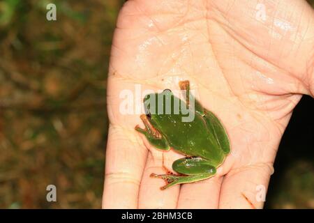 Nachtansicht des niedlichen Schlegel-Baumfrosches in Nantou, Taiwan Stockfoto