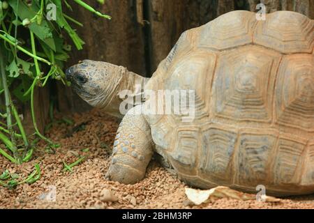 Nahaufnahme einer Galápagos-Schildkröte in Hsinchu, Taiwan Stockfoto