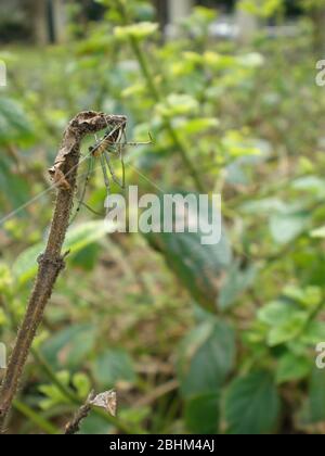 Nahaufnahme einer Orchard-Spinne in Taipei, Taiwan Stockfoto