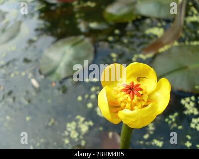 Nahaufnahme der schönen Nuphar Polysepala Blüte in Taipei, Taiwan Stockfoto