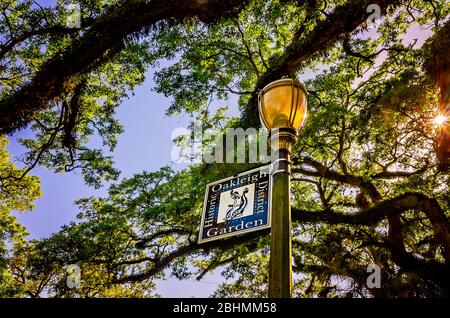 Die Sonne scheint durch lebende Eichen im historischen Oakleigh Garden District, 24. April 2020, in Mobile, Alabama. Stockfoto