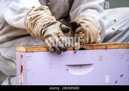 Imker lockt Kolonie von Honigbienen (APIs mellifera), um Bienenbox mit Zitronengras. Stockfoto