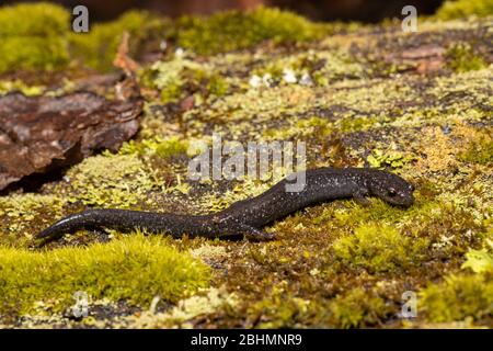Salamander von Valley und Ridge - Plethodon hoffmani Stockfoto