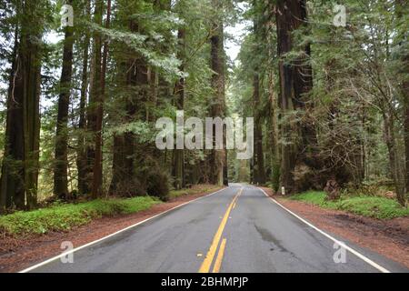 Die Avenue of the Giants im Humboldt County, Kalifornien, USA. Stockfoto