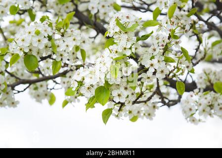 Nahaufnahme von Zweigen, die mit weißen Frühlingsblumen und kleinen grünen Blättern mit weißem Hintergrund bedeckt sind Stockfoto