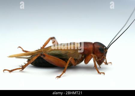 Grillen mit schwarzem Feld, Gryllus bimaculatus, Stockfoto