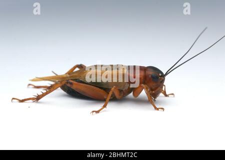 Grillen mit schwarzem Feld, Gryllus bimaculatus, Stockfoto