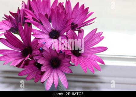 Schöne Anordnung von lila Gänseblümchen mit weißem Hintergrund. Stockfoto