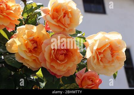 Wunderschöne, hinterleuchtete Creme-, Gelb- und Orangenrosen in einem Garten im Norden Kaliforniens. Stockfoto