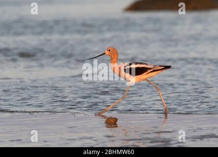 Die amerikanische Avocet, die durch den Strand, Galveston, Texas Stockfoto