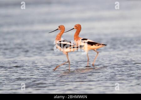 Die amerikanische Avocet, die durch den Strand, Galveston, Texas Stockfoto