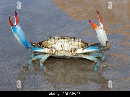 Blaue Krabbe (Callinectes sapidus) aus nächster Nähe, Texas, Galveston Stockfoto