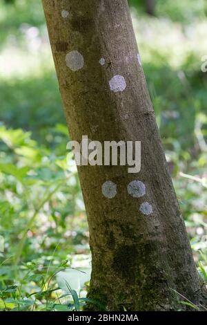 Krustose Flechten auf einem Baumstamm in Izumi no Mori Park, Kanagawa, Japan. Stockfoto