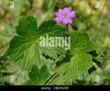 Taubenfußkranzbill - Geranium molle Leaves & Pink Flower Stockfoto