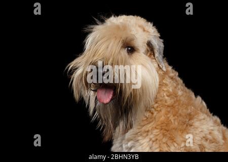 Portrait von Irish Soft Coated Wheaten Terrier auf isoliertem schwarzem Hintergrund Stockfoto