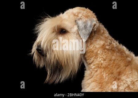 Portrait von Irish Soft Coated Wheaten Terrier auf isoliertem schwarzem Hintergrund, Profilansicht Stockfoto
