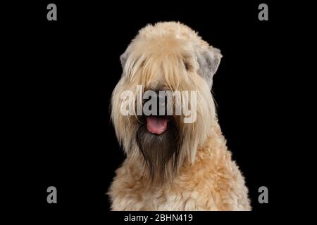 Portrait von Irish Soft Coated Wheaten Terrier auf isoliertem schwarzem Hintergrund Stockfoto