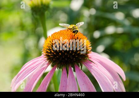 Schwebfliegen sammeln Pollen auf einem rosa Echinacea Stockfoto