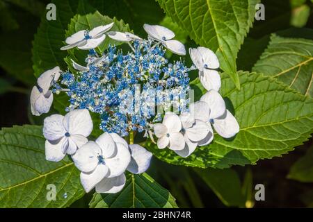 Nahaufnahme der Hortensia bretschneideri, einer blühenden Pflanze der Gattung Hortensia, die in den meisten Ländern Chinas beheimatet ist. Stockfoto