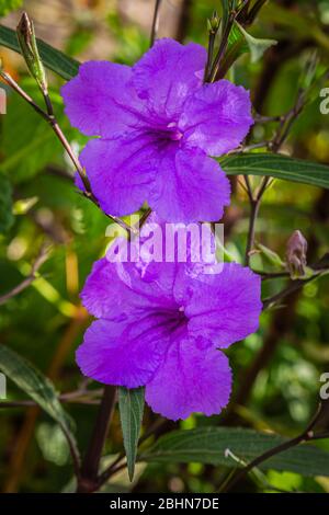 Lila Rübenblüten (Ruellia Tuberosa) mit einem grünen Hintergrund. Stockfoto