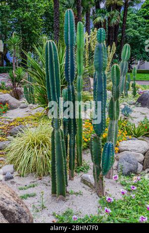 Hohe Kakteen, Cereus repandus, der peruanische Apfelkaktus, auch bekannt als riesiger Klubkaktus, Heckenkaktus, Cadushi und Kajush. Stockfoto