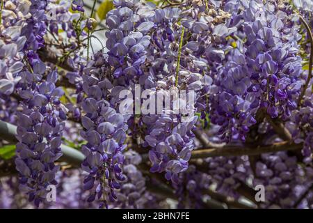 Nahaufnahme von lila-farbigen Glyzinien (Fabaceae), die in China, Korea, Japan und den östlichen USA beheimatet sind. Es ist eine beliebte Zierpflanze. Stockfoto