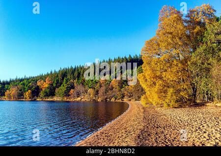 Das Nordufer von Loch Morlich mit Baumschnur hinter dem Strand in Glenmore nahe Aviemore Highland Schottland Stockfoto