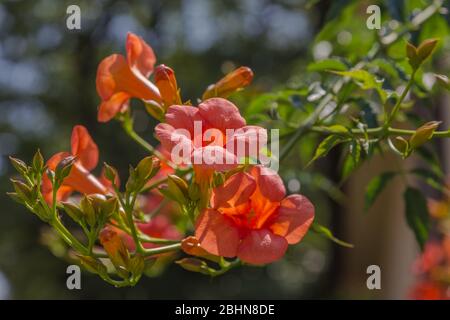 Nahaufnahme der chinesischen Trompetenrebe, Campsis Grandiflora, Es ist ein schnell wachsender, Laub kriechenden mit großen, orange, trompetenförmigen Blüten. Stockfoto