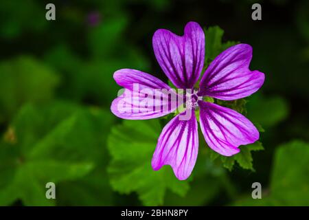 Nahaufnahme einer lila Malva Blume, allgemein Malve genannt. Es ist eine krautige Jahres-, Zweijahres- und mehrjährige Pflanze, Familie Malvaceae. Stockfoto