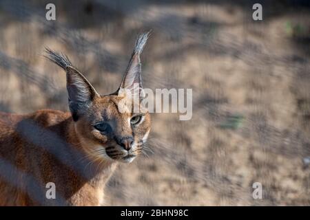 Caracal (Caracal caracal) wird am 25. April 2020 im Zoo Dvur Kralove, Dvur Kralove nad Labem, Tschechien, gesehen. Nach der Coronavirus-Pandemie am 27. April werden die Außenbereiche des Zoos wieder eröffnet. Quelle: CTK/Alamy Live News Stockfoto