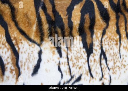 Textur der Tiger Haut Hintergrund Stockfoto