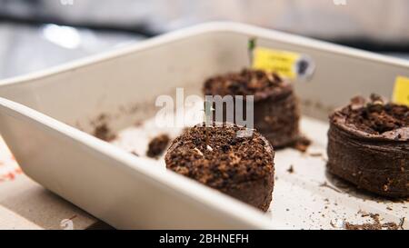 Anbau von Marihuana Sprossen aus Getreide Stockfoto