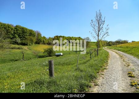 Frühlingslandschaft mit Weiden, eingezäunt durch einen elektrischen Zaun Stockfoto