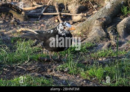 Leucistic Turdus merula, Eurasische Amsel oder gewöhnliche Amsel, männlich, mit überwiegend weißen Federn auf dem Kopf und asymmetrischer verminderter Färbung in anderen Gefiederteilen. Leucismus ist eine abnorme und seltene Erkrankung, die durch eine genetische Mutation verursacht wird, die verhindert, dass Pigment, insbesondere Melanin, richtig auf dem Gefieder eines Vogels abgelagert wird. Im Gegensatz zum Albinismus sind bei Leucist-Individuen der Schnabel und die Augenfarbe typisch für die Art. Helsinki Finnland. 27. April 2020. Stockfoto