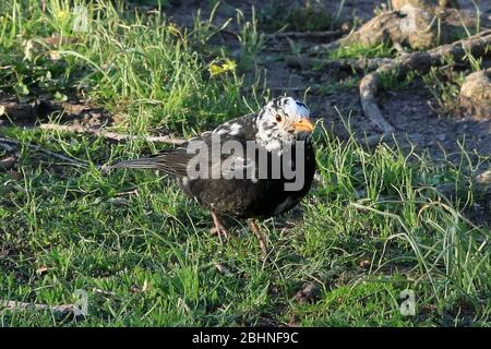 Leucistic Turdus merula, Eurasische Amsel oder gewöhnliche Amsel, männlich, mit überwiegend weißen Federn auf dem Kopf und asymmetrischer verminderter Färbung in anderen Gefiederteilen. Leucismus ist eine abnorme und seltene Erkrankung, die durch eine genetische Mutation verursacht wird, die verhindert, dass Pigment, insbesondere Melanin, richtig auf dem Gefieder eines Vogels abgelagert wird. Im Gegensatz zum Albinismus sind bei Leucist-Individuen der Schnabel und die Augenfarbe typisch für die Art. Helsinki Finnland. 27. April 2020. Stockfoto