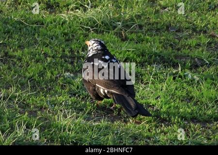 Leucistic Turdus merula, Eurasische Amsel oder gewöhnliche Amsel, männlich, zeigt interessante asymmetrische Farbabweichung. Leucismus ist eine abnorme und seltene Erkrankung, die durch eine genetische Mutation verursacht wird, die verhindert, dass Pigment, insbesondere Melanin, richtig auf dem Gefieder eines Vogels abgelagert wird. Im Gegensatz zum Albinismus sind bei Leucist-Individuen der Schnabel und die Augenfarbe typisch für die Art. Helsinki Finnland. 27. April 2020. Stockfoto