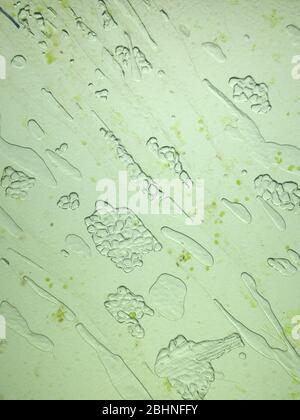 Eine mikroskopische Ansicht der Blattoberfläche mit Pflanzenzellen Stockfoto