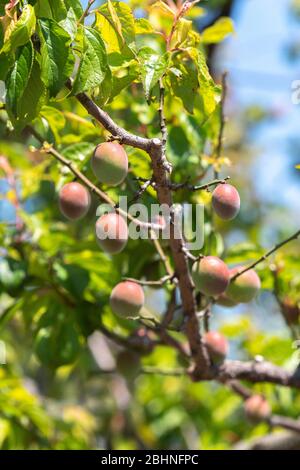 Unreife japanische Pflaumenfrüchte, Stadt Isehara, Präfektur Kanagawa, Japan Stockfoto