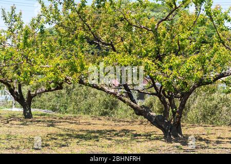 Japanischer Pflaumenbaum, Stadt Isehara, Präfektur Kanagawa, Japan Stockfoto