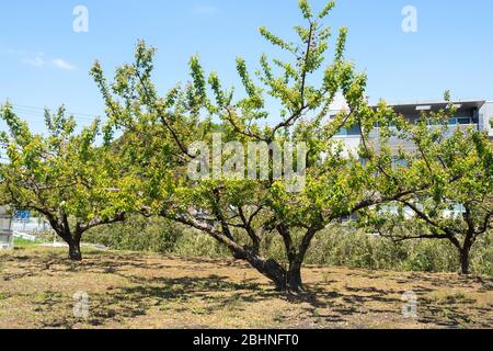 Japanischer Pflaumenbaum, Stadt Isehara, Präfektur Kanagawa, Japan Stockfoto