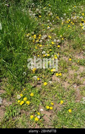 Löwenzahn (Taraxacum), Isehara City, Präfektur Kanagawa, Japan Stockfoto