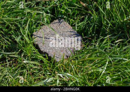 Ein Stück Straßenpflaster, das im Gras liegt Stockfoto