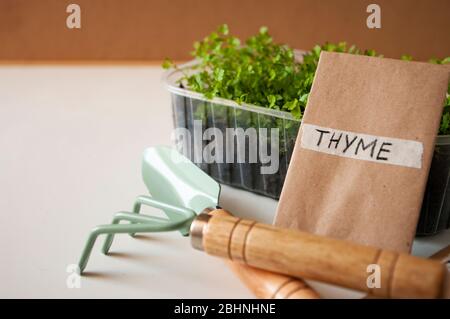 Thymiansamen in Papiertüte, Sellerie Sprossen, Gartengeräte, Pflanzen zu Hause Balkon. Gemüse der Saison. Stockfoto