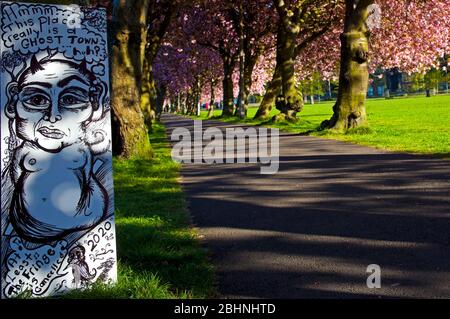 Coronation Walk, The Meadows, Edinburgh, Schottland, Großbritannien. 27.. April 2020. Üppige Kirschbaumblüte, die im frühen Morgensonnenlicht glüht, Temperatur 3 Grad, während Menschen zur Arbeit gehen, einige tragen Masken, andere nehmen ihre erlaubte Übungszeit entlang des schönen, von Bäumen gesäumten Pfades während der Coronavirus-Sperre. Im Bild: Kunstwerk, das eine Aussage macht, die sich an einen der Bäume lehnt. Stockfoto