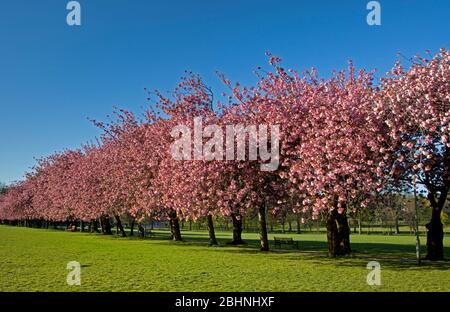 Krönungswanderung, The Meadows, Edinburgh, Schottland, Großbritannien. April 2020. Reichlich Kirschbaumblüte glühend in der frühen Morgensonne, Temperatur 3 Grad während die Menschen gehen, um zu arbeiten einige tragen Masken oder Schals andere nehmen ihre zulässige Ausübung Zeit entlang der schönen Baum gesäumten Weg während der Coronavirus Lockdown. Abgebildet: Kunstwerk, das ein Statement macht, das sich gegen einen der Bäume lehnt. Quelle: Arch White/Alamy Live News. Stockfoto