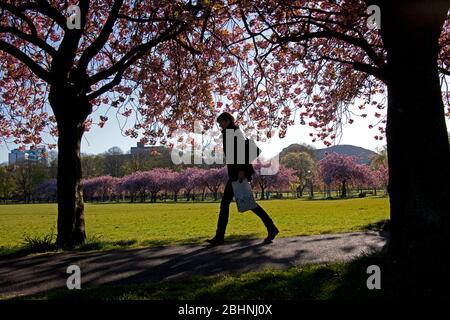 Krönungswanderung, The Meadows, Edinburgh, Schottland, Großbritannien. April 2020. Reichlich Kirschbaumblüte glühend in der frühen Morgensonne, Temperatur 3 Grad während die Menschen gehen, um zu arbeiten einige tragen Masken oder Schals andere nehmen ihre zulässige Ausübung Zeit entlang der schönen Baum gesäumten Weg während der Coronavirus Lockdown. Abgebildet: Kunstwerk, das ein Statement macht, das sich gegen einen der Bäume lehnt. Quelle: Arch White/Alamy Live News. Stockfoto