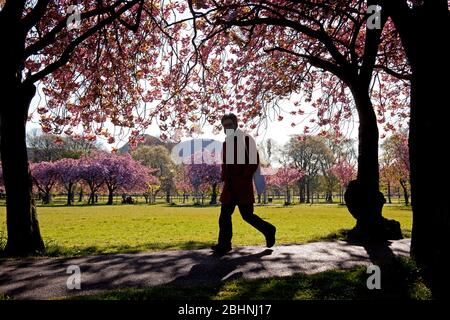 Krönungswanderung, The Meadows, Edinburgh, Schottland, Großbritannien. April 2020. Reichlich Kirschbaumblüte glühend in der frühen Morgensonne, Temperatur 3 Grad während die Menschen gehen, um zu arbeiten einige tragen Masken oder Schals andere nehmen ihre zulässige Ausübung Zeit entlang der schönen Baum gesäumten Weg während der Coronavirus Lockdown. Abgebildet: Kunstwerk, das ein Statement macht, das sich gegen einen der Bäume lehnt. Quelle: Arch White/Alamy Live News. Stockfoto