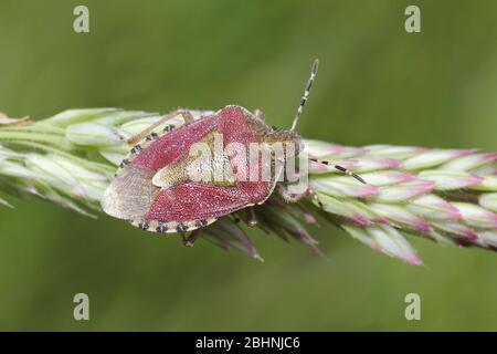 Schlehe Bug Dolycoris baccarum bei RSPB St Aidans Naturpark, nr Leeds, Großbritannien Stockfoto