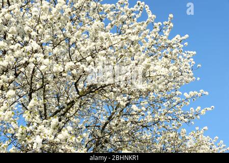 Kirschblüte, Fruchtblüte im deutschen Rheinland im Frühjahr gegen blauen Himmel Stockfoto